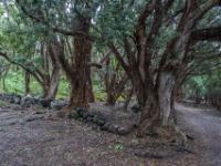 Wald mit Neuseeländischen Weihnachtsbäumen - Silveira - Pico